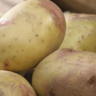 爱德华-主要农作物种子土豆群10