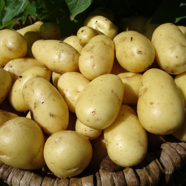 尼古拉-土豆沙拉/主要农作物种子群10