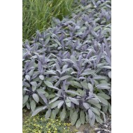 草-鼠尾草officinalis“Purpurascens”——紫色的圣人