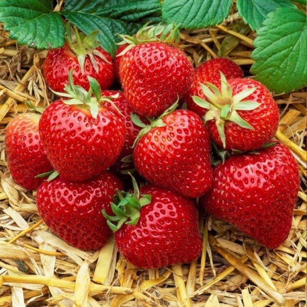 草莓埃尔桑塔-种植大量美味的草莓