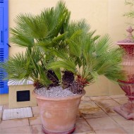 Chamaerops云淡的-哈迪地中海扇棕榈超大样品140 - 180厘米高