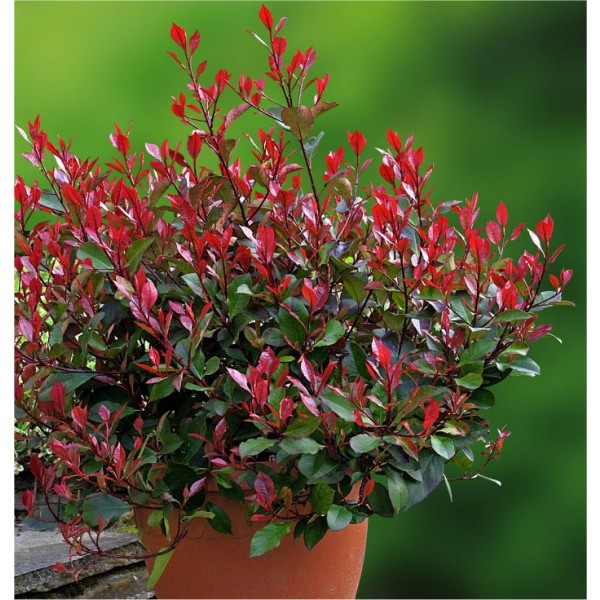 Photinia“小红罗宾”-紧凑的常绿灌木适合庭院