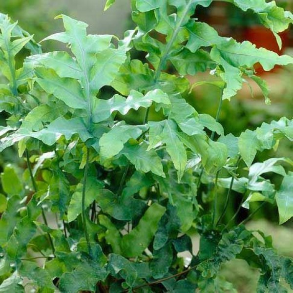 Cyrtomium falcatum Rochfordianum -霍利蕨类植物