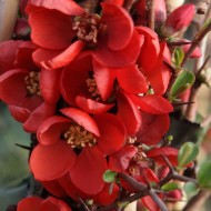 木瓜x superba克莱门汀-开花观赏海棠