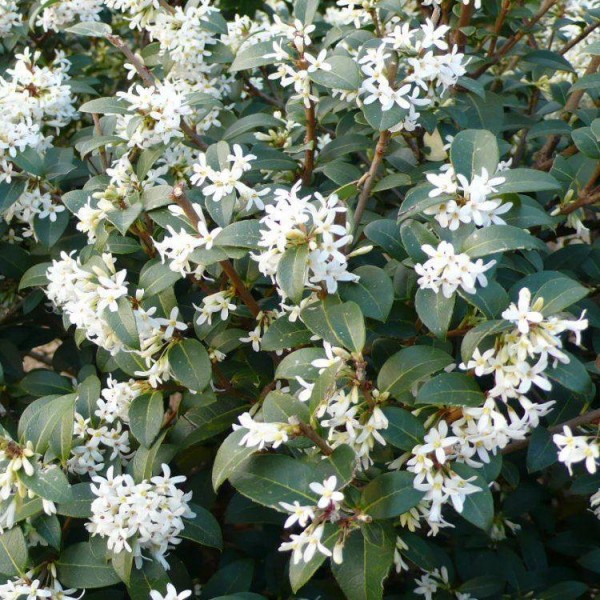 桂花x Burkwoodii -常绿灌木大标本