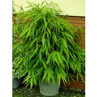 Pseudosasa粳稻-竹箭100 - 120厘米高的植物