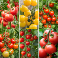 传统的六个植物番茄集合——包