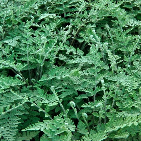 Cheilanthes Lanosa——毛唇蕨类植物