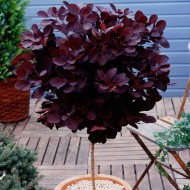 标准紫檀-烟灌木树