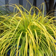 苔属植物“Everillo”——日本莎草科的常绿群三种植物