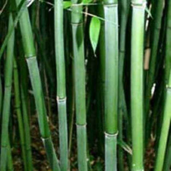 植被类型Bissetii——绿色的竹子