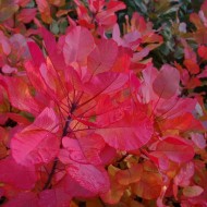 Cotinus coggygria 'Old Fashioned' -烟树
