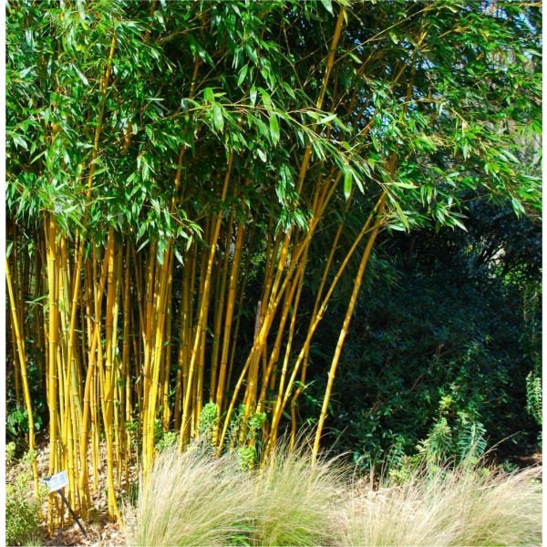 植被类型钻进——黄金手杖竹子
