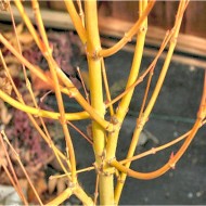 鸡爪槭Bihou - Bi Ho黄金树皮日本枫树Bi Hoo -树大100 - 120厘米