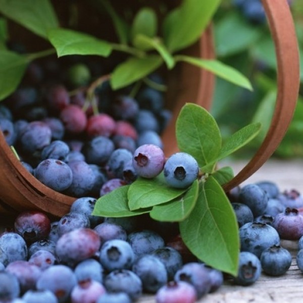 蓝莓植物(Vaccinium corybosum)庭院或花园——群三种植物
