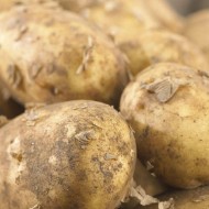 马里斯Piper -主要农作物种子土豆群10