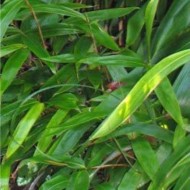 Indocalamus Tesselatus——竹