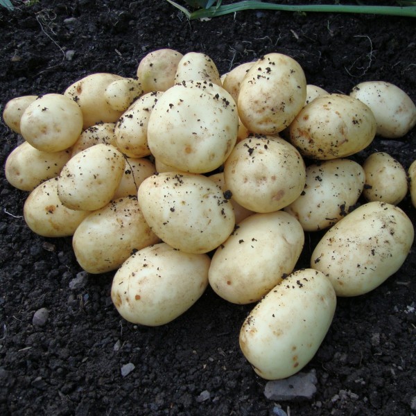 协议- 1日早土豆种子群10