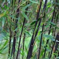 马nitida黑珍珠-黑杆伞竹- 80 - 100厘米高