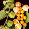 超级水果-秘鲁Physalis peruviana -印加浆果或角醋栗