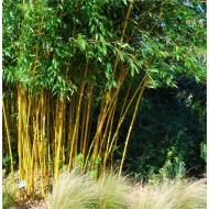 植被类型钻进——黄金手杖竹子