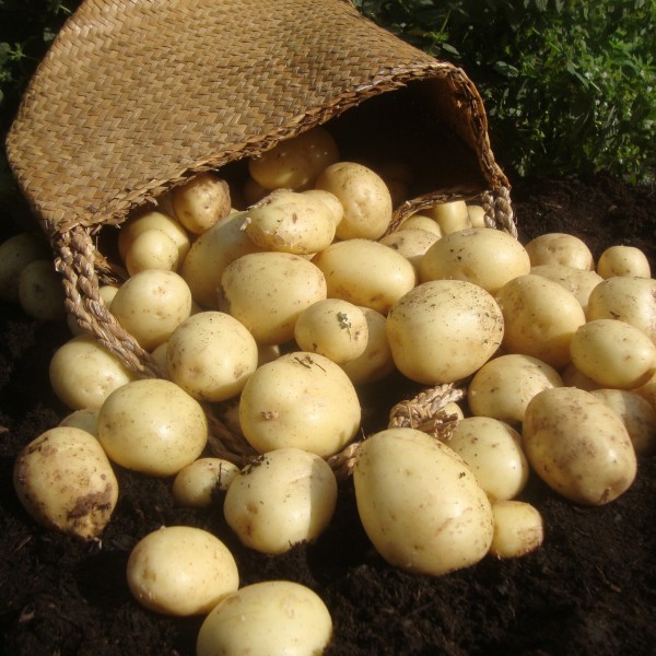 卡萨布兰卡10 - 1号种子早期土豆包