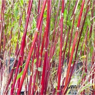 马亚洲奇迹——凝结伞竹植物