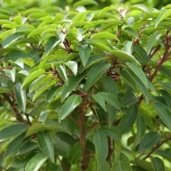 李属lusitanica -常绿葡萄牙月桂浓密的植物为对冲80 - 100厘米左右
