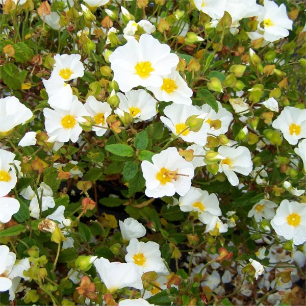 岩蔷薇salviifolius——白色的岩蔷薇