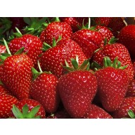 草莓“托斯卡纳”-种植你自己的草莓