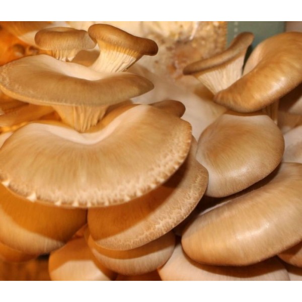 平菇生长的工具——产生你自己的家里美味的真菌