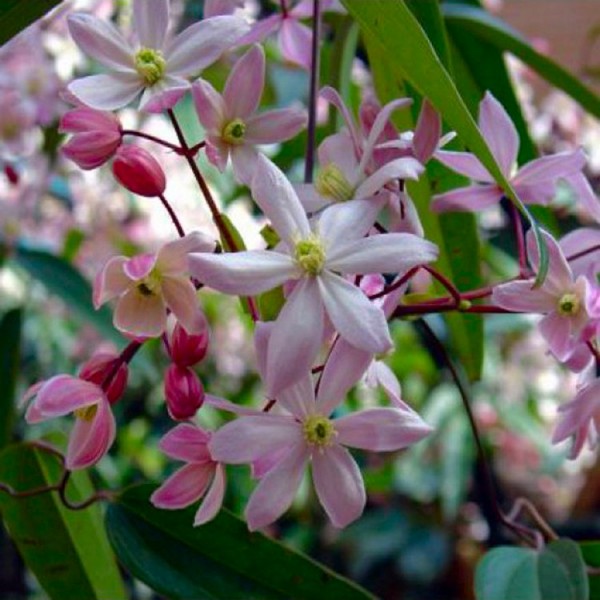 铁线莲armandii苹果花,香味常绿春天开花的铁线莲