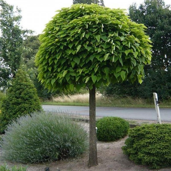 梓Bignonioides娜娜-印度豆树超大crica 180 - 200厘米