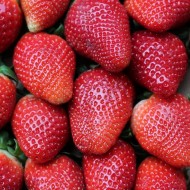 草莓- 'Senga Sengana' -大型水果旧时尚口味-一包10个
