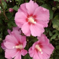 木槿粉红色巨头——大花的粉红色树蜀葵