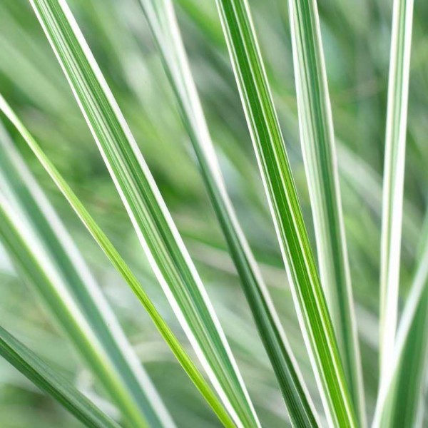 Calamagrostis acutiflora“Overdam”——羽毛芦苇草