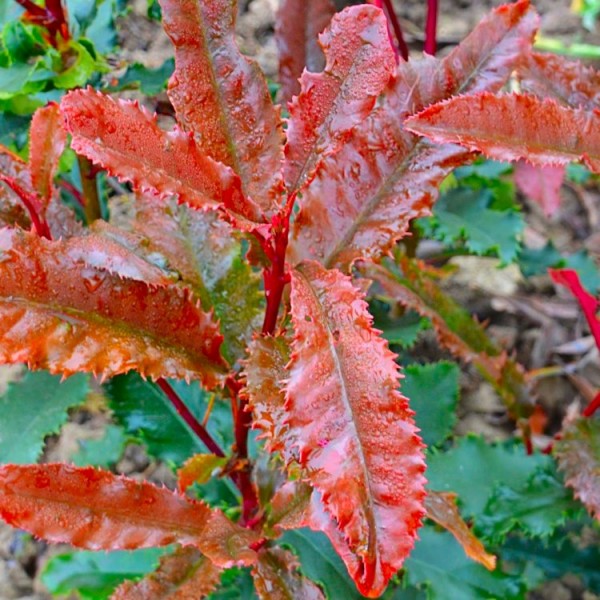 Photinia serratifolia“脆”——常绿Crinkley红罗宾Photinia灌木