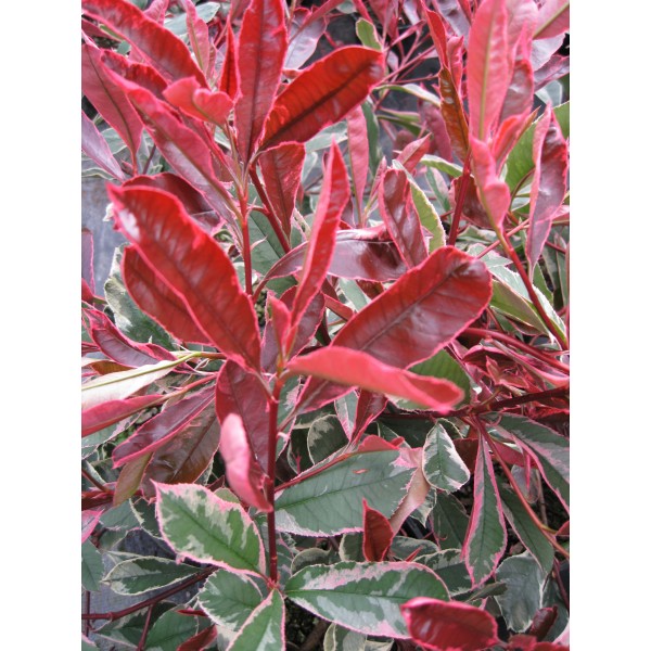Photinia卡西尼号粉色大理石-哈迪,常绿斑驳的红罗宾灌木