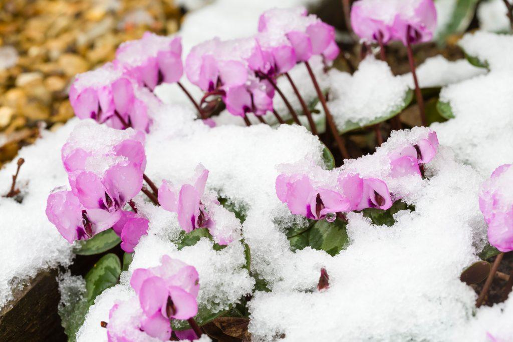 雪覆盖的仙客来植物在花，英国