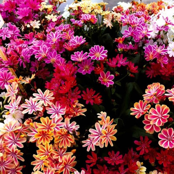 刘易斯山梦-华丽的刘易斯植物在各种各样的颜色