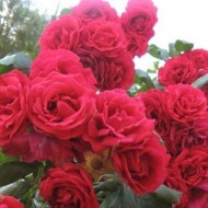 攀爬玫瑰上升“疯狂的爱”红色