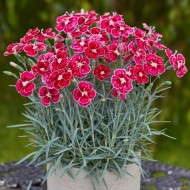 Hardy Dianthus Flutterburst -芳香的德文郡粉红色