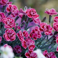 石竹紫色婚礼-芬芳的粉红色在芽和开花
