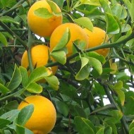 日本苦橙-耐寒柑橘