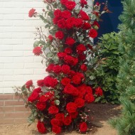 大型6-7英尺标本-攀爬红玫瑰- Musimara