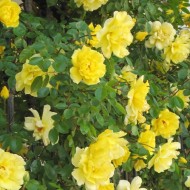 大6-7英尺标本攀援玫瑰-玫瑰金凤花-庭院攀援