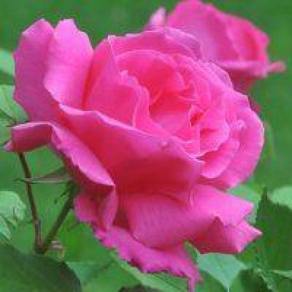 大5-6英尺标本-攀援玫瑰Zephirine Drouhin -无刺玫瑰