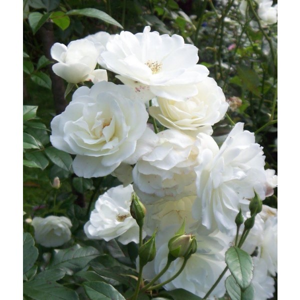 攀爬的白玫瑰上升的“疯狂的爱”香草