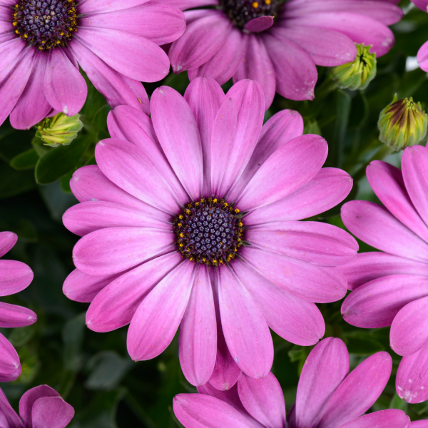 Osteospermum Ostica大型粉红色的