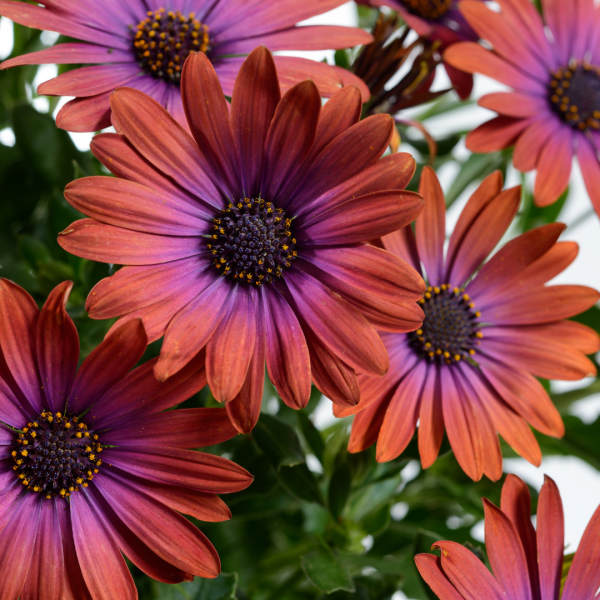 Osteospermum Ostica“青铜”